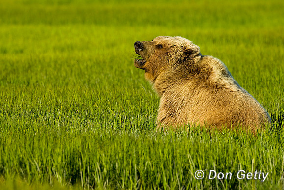 Brown Bear