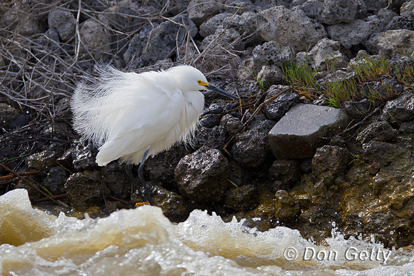 Snowy Egret, Egretta thula,