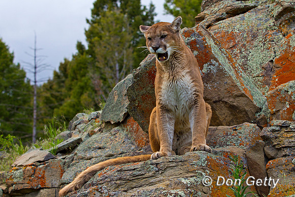 Mt_Lion_Z2F9407
