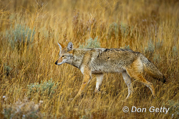 Coyote_D4B8552