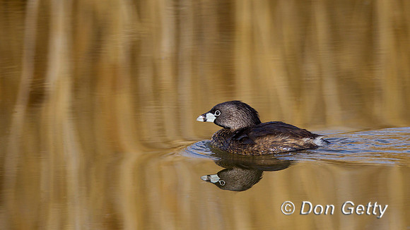 Pied-billed Grebe, Podilymbus podiceps