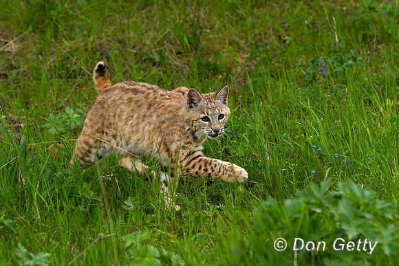 Bobcat, Lynx rufus,