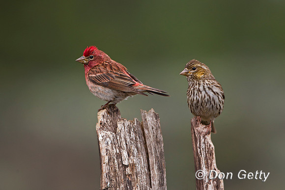 Cassin's Finch, Haemorhous cassinii