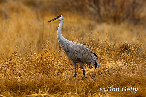 Sandhill Crane