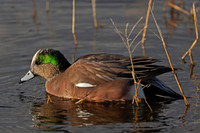 Wigeon