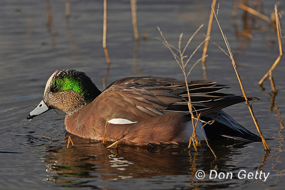 Wigeon