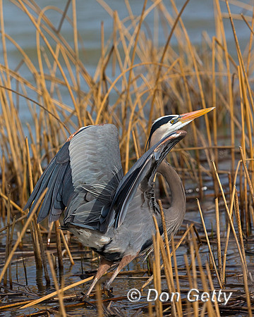 Great Blue Heron, Ardea herodias
