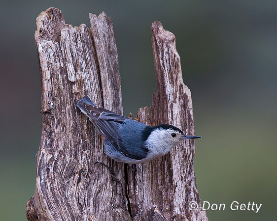 Sitta carolinensis, White-breasted Nuthatch