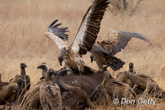 Vulture_Z2F8345