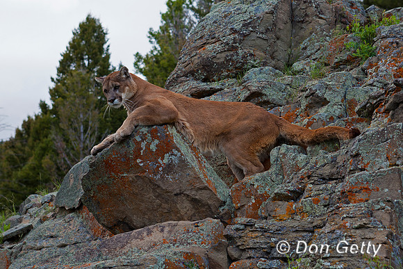 Mt_LionIMG_1076