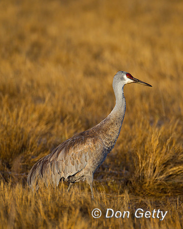 Grus canadensis, Sandhill Crane,