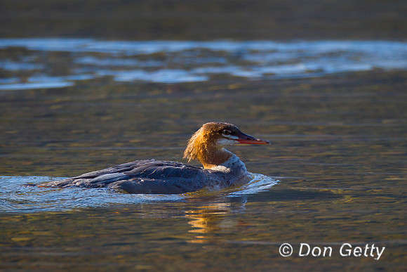 Common Merganser