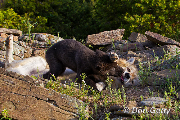 Wolf, Canis lupus, pup