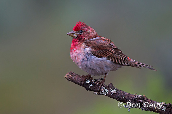Cassin's Finch, Haemorhous cassinii