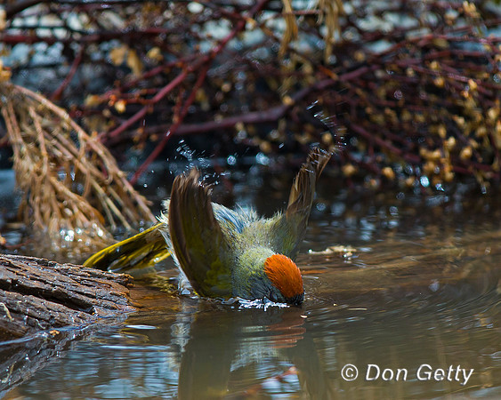 Green-tailed Towhee, Pipilo chlorurus