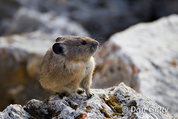 Pika