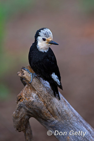 White-headed Woodpecker, Picoides albolarvatus,