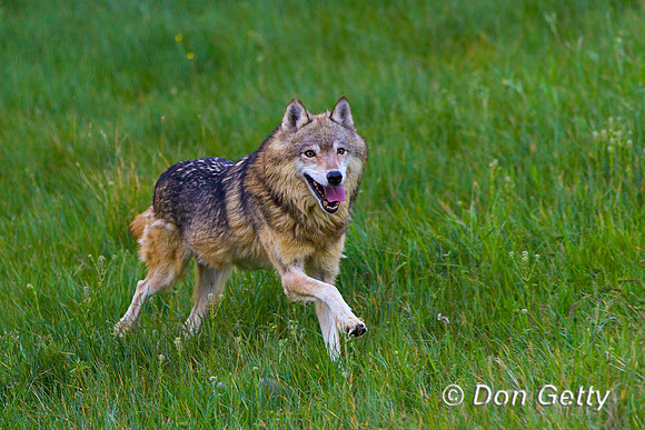 Canis lupus, wolf