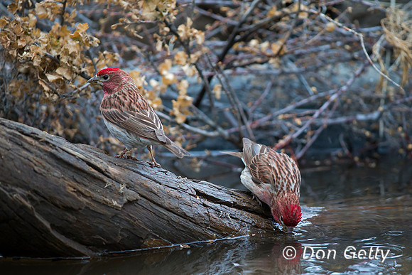 Cassin's Finch, Haemorhous cassinii