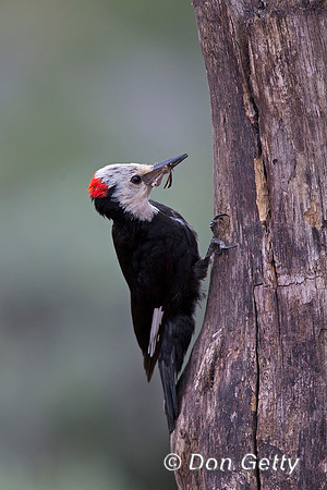 White-headed Woodpecker, Picoides albolarvatus,