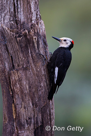 White-headed Woodpecker, Picoides albolarvatus,