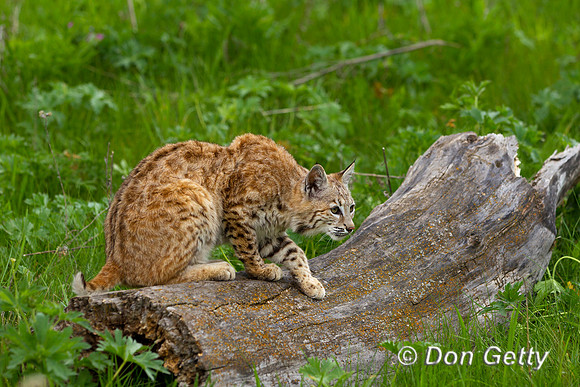 Bobcat, Lynx rufus,