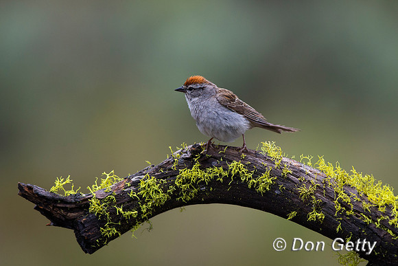 Chipping Sparrow, Spizella passerine