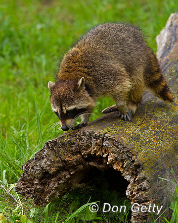 Raccoon