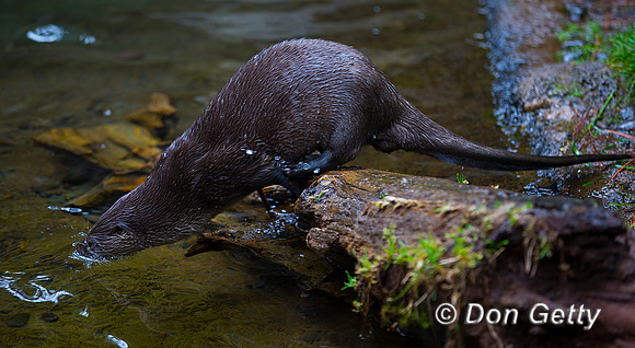 River Otter, Lontra Canadensis