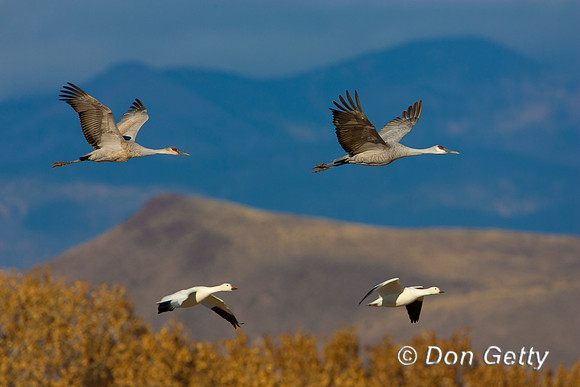 Sandhill Crane