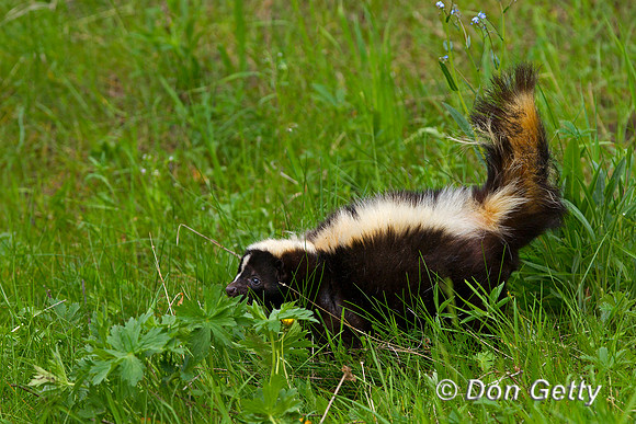 Skunk, Mephitis mephitis