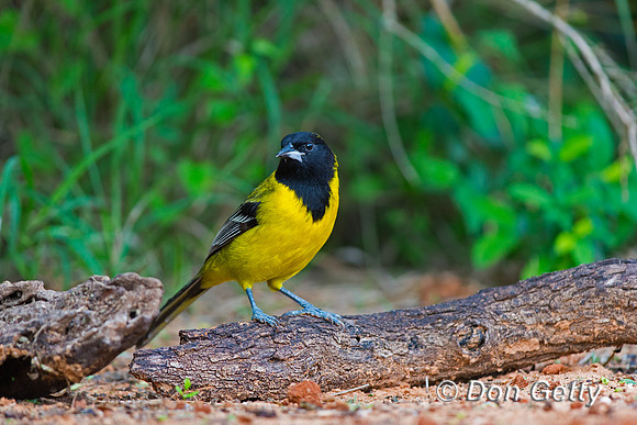 Audubon's Oriole, Icterus graduacauda,
