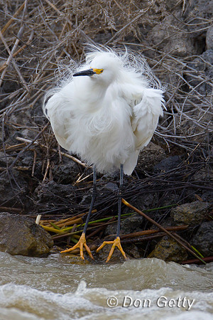 Snowy Egret, Egretta thula,