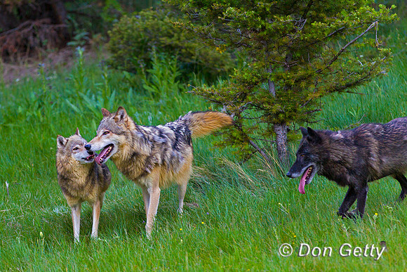 Canis lupus, wolf