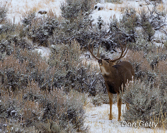 Mule Deer