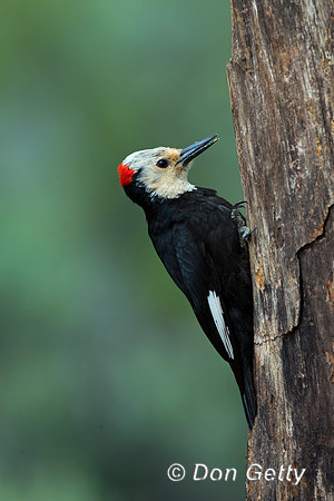 White-headed Woodpecker, Picoides albolarvatus,