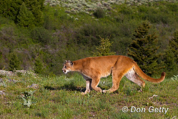 Mountain Lion, Cougar