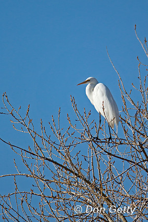 Great Egret