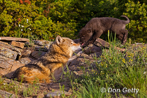 Wolf, Canis lupus, pup