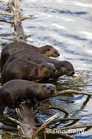 Otter_River_D4B0554