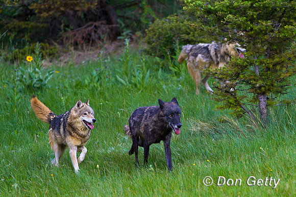 Canis lupus, wolf