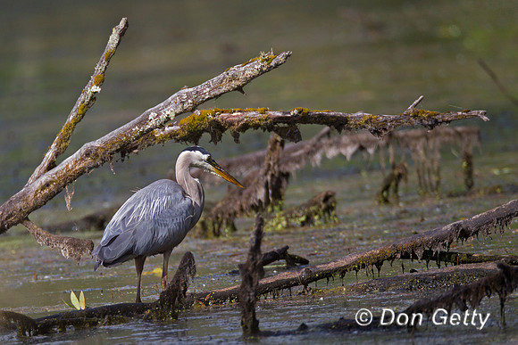 Great Blue Heron, Ardea herodias,