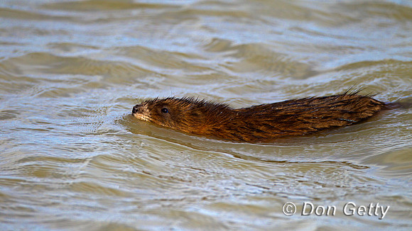 Muskrat,Ondatra zibethicus
