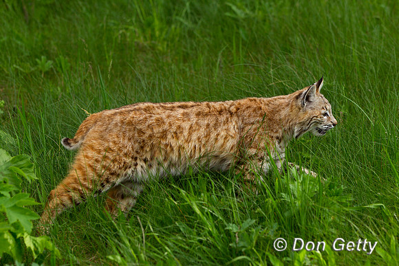 Bobcat, Lynx rufus,
