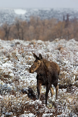 Moose_45T9673