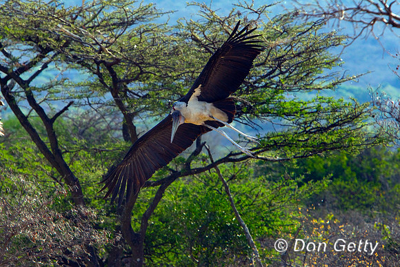 Stork_M_Z2F9612