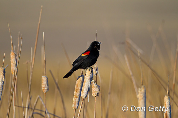 Red-winged Blackbird