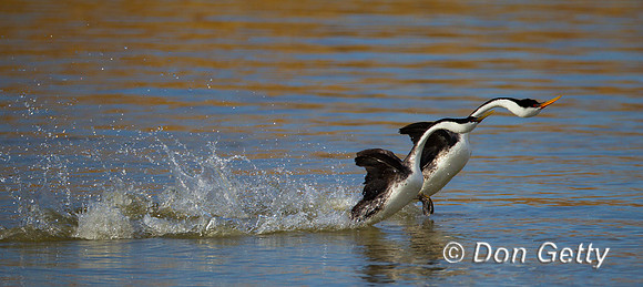 Western Grebe, Aechmophorus occidentalis