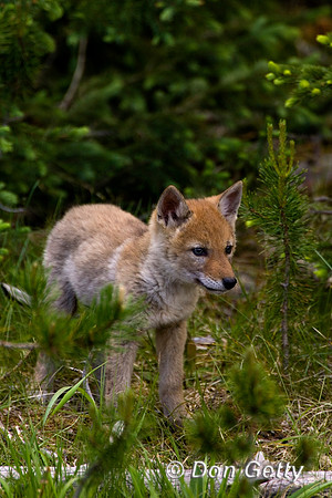 Coyote_R8D5351
