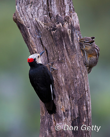 White-headed Woodpecker, Picoides albolarvatus,